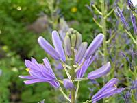 Thalictrum morisonii subsp Mediterraneum (fam Renonculacees) (Europe meridionale) (4) (Photo F. Mrugala)